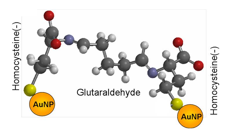 Covalent binding od homocysteine molecules with glutaraldeyde