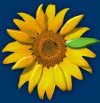 sunflowers_webpage002009.jpg