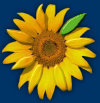 sunflowers_webpage003010.jpg