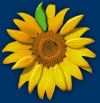 sunflowers_webpage004011.jpg