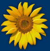 sunflowers_webpage005012.jpg