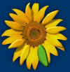 sunflowers_webpage006011.jpg